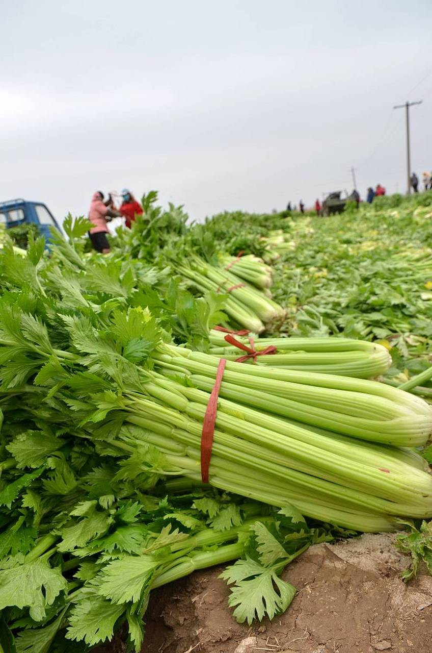 自中国青岛的芹菜品种,因其产地  11566产于青岛崂山马家沟而得名