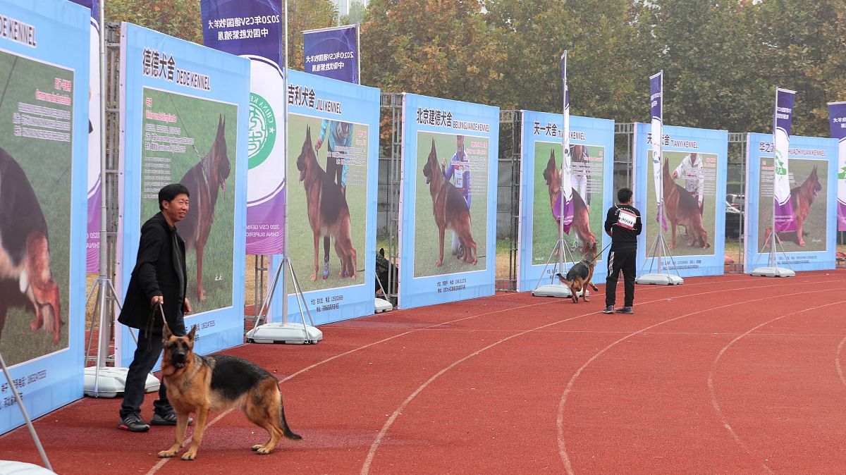 德国牧羊犬在其他犬类比赛表现如何?