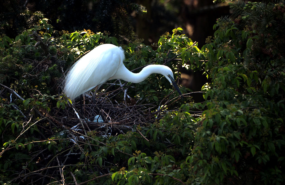 详解《中孚》"鸣鹤在阴,其子和之":《周易》里的冬至时刻