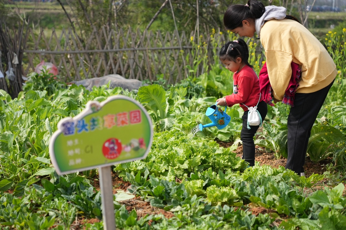 新农人做共享菜园,掌握了"经营密码",一年赚几十万元不是梦想