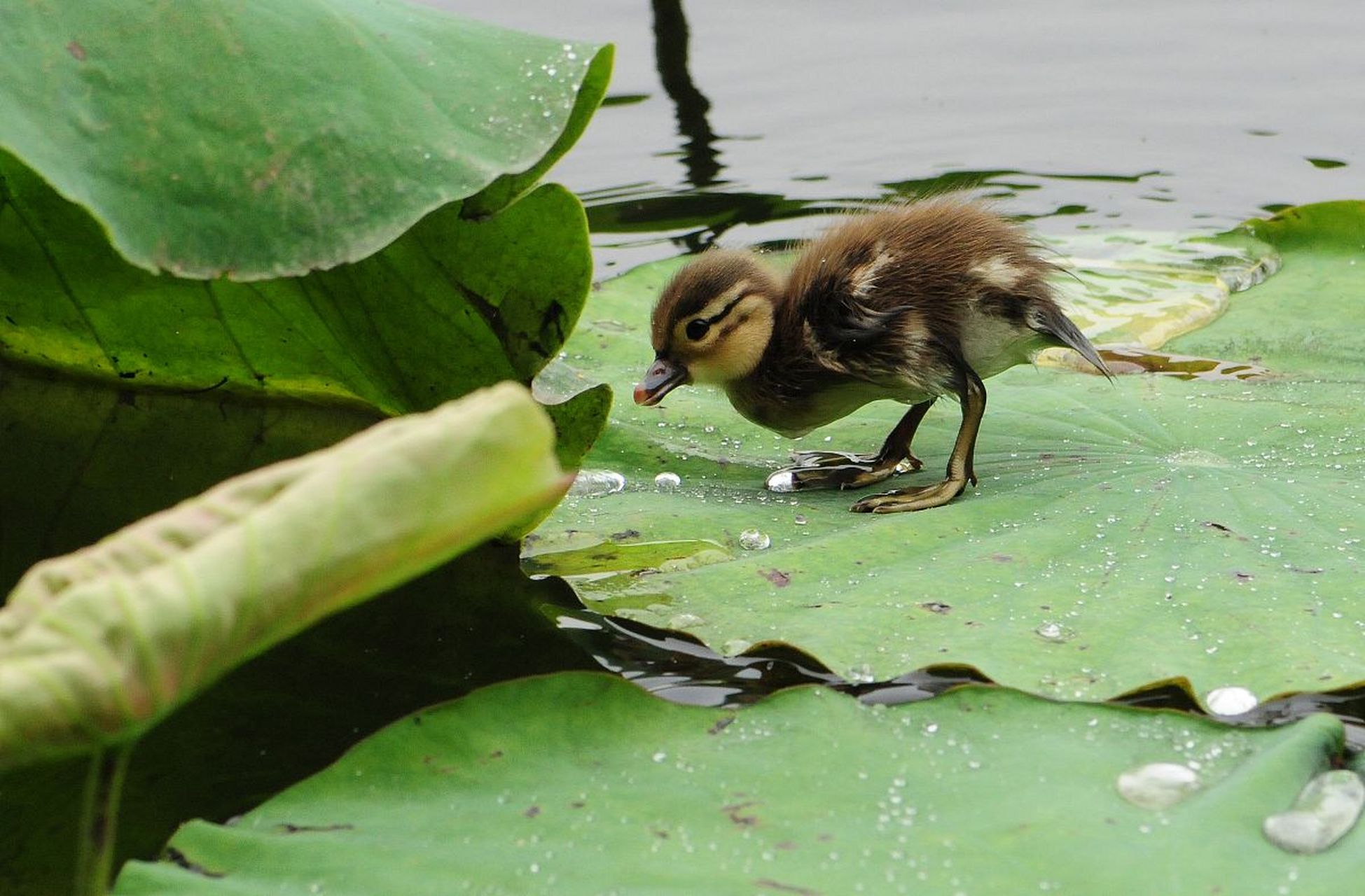 动物趣图# 天晴了,鸳鸯带着幼崽来到荷塘觅食,画面很美好.