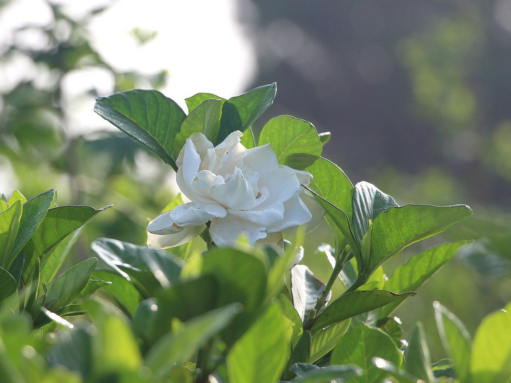 梔子花盆栽養植方法和注意事項 如果你想在家裡打造小花園,梔子花是