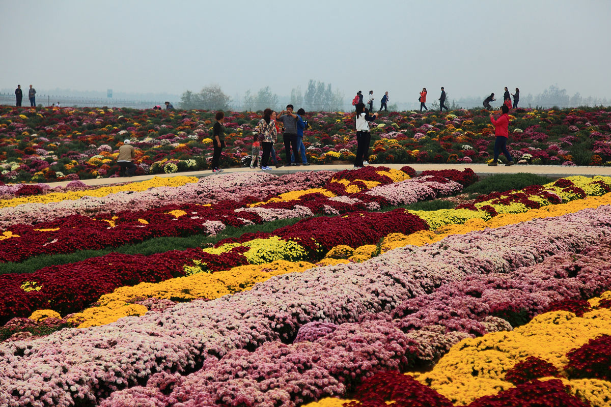 为什么滁州花博园的秋天特别适合赏花和拍照?