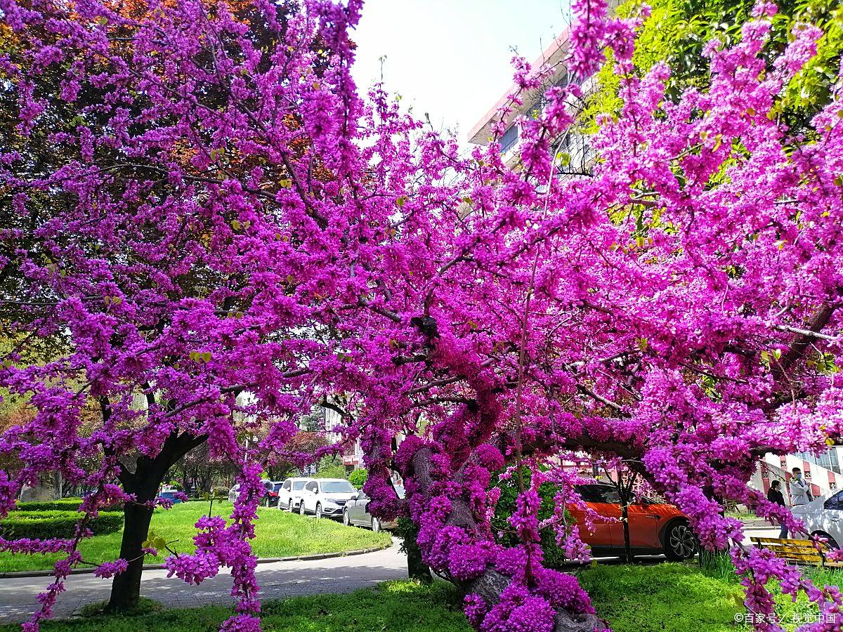 开封兰考泡桐花,春季淡紫色桐花开放的淡雅,清香!