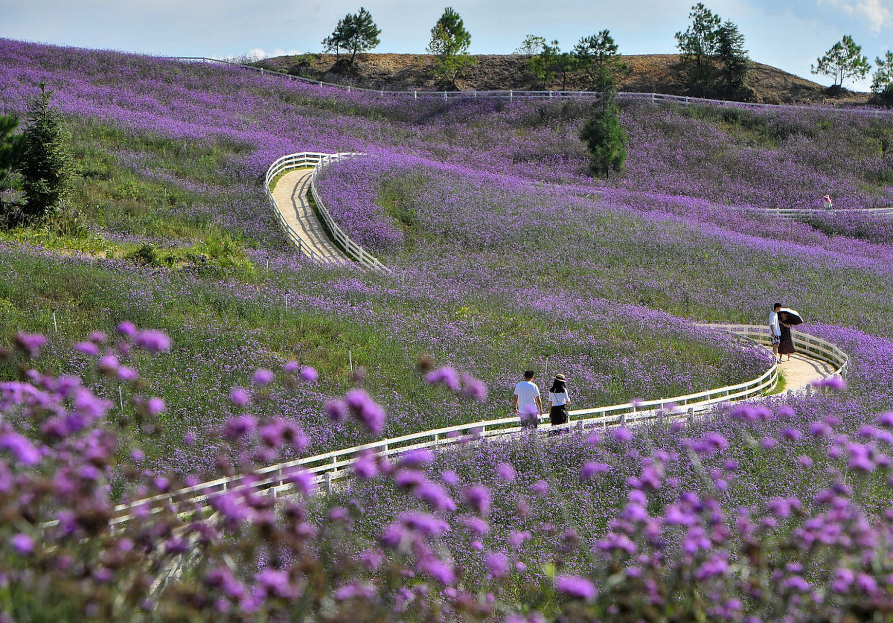 桐梓花海迷情,春色满园关不住.