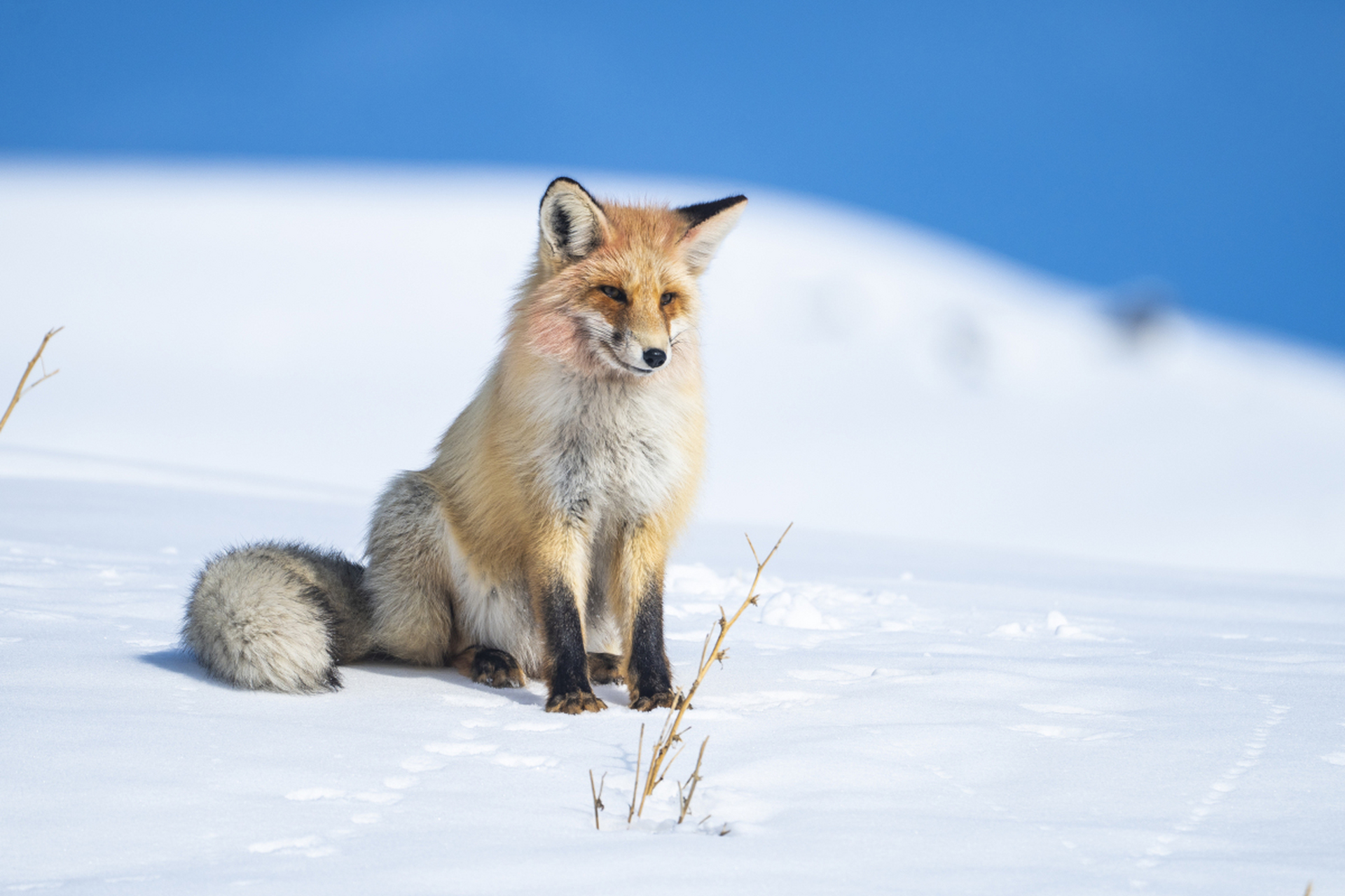 狐狸是一种哺乳纲食肉目犬科狐属的动物,通常被称为狐狸.