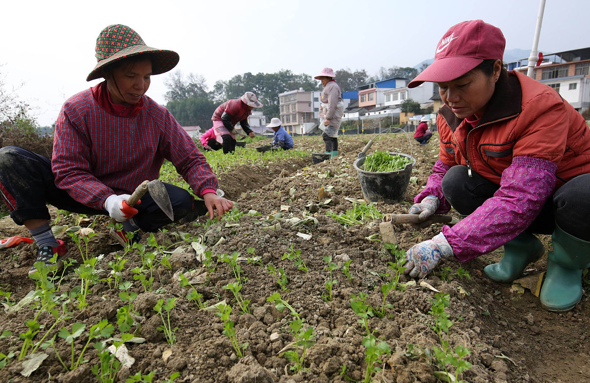 春季芹菜如何播种育苗?7条经验学会了,咋能种不好?