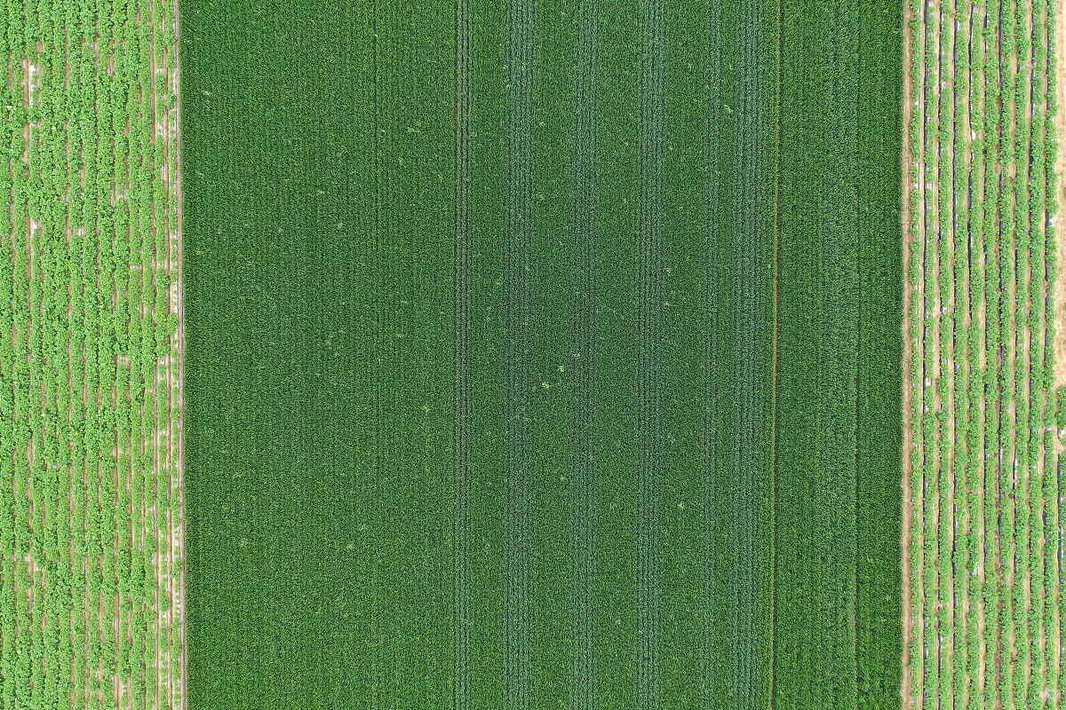 暗夜狂想曲-绿世界