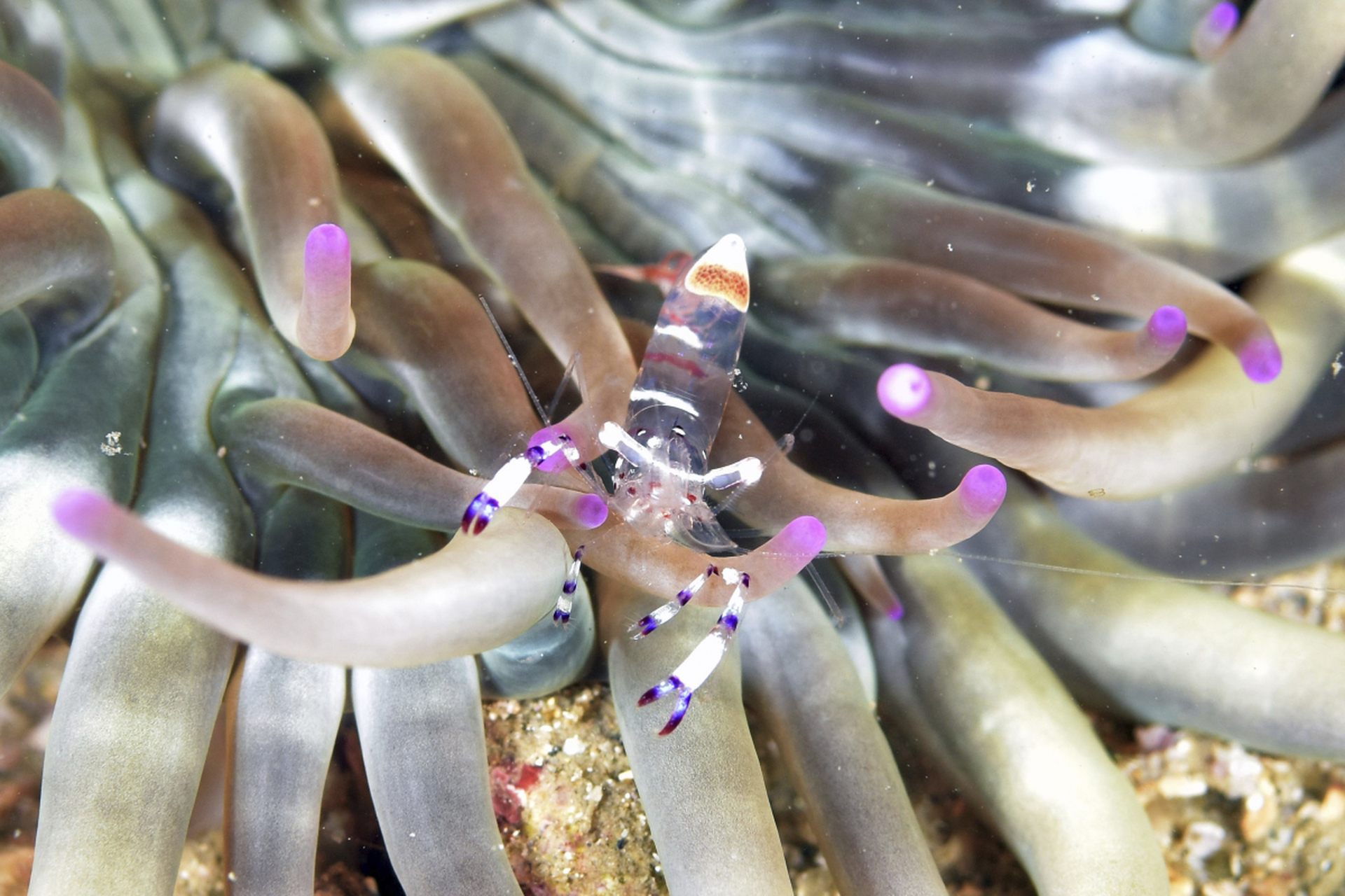海葵通过触手捕捉浮游生物和小型鱼类作为食物,同时也可以吸收光合
