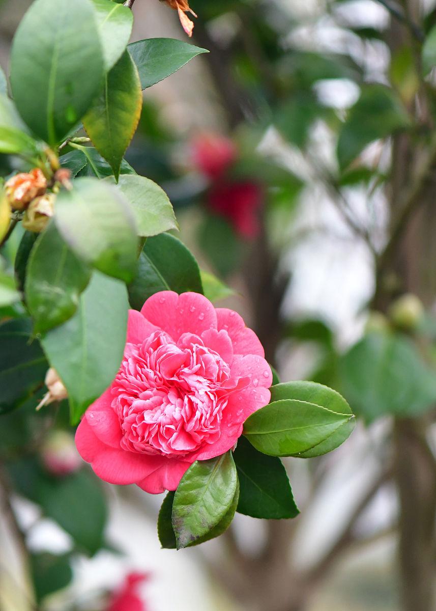 冬天茶花作文600字