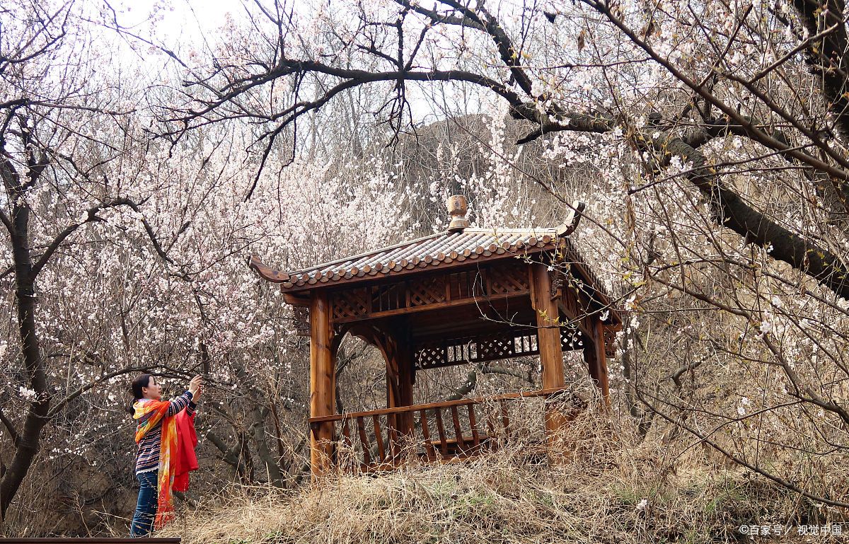 以下是一些比较知名的樱桃沟: - **郑州樱桃沟景区**:位于河南省郑州