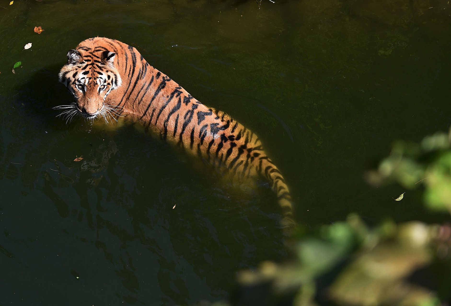 动物趣图# 正在游泳的吊睛大老虎,十分霸气!