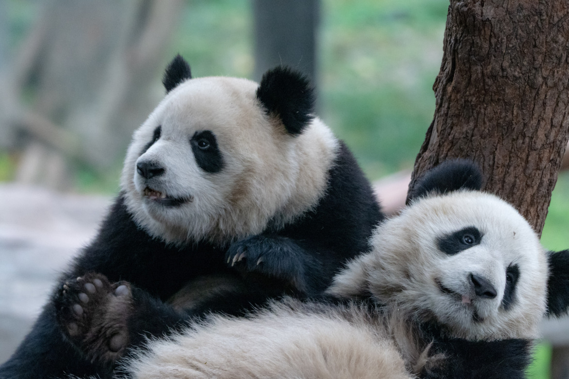 大熊猫面临寄生虫感染,消化道疾病等挑战,每年二三月发病率最高.