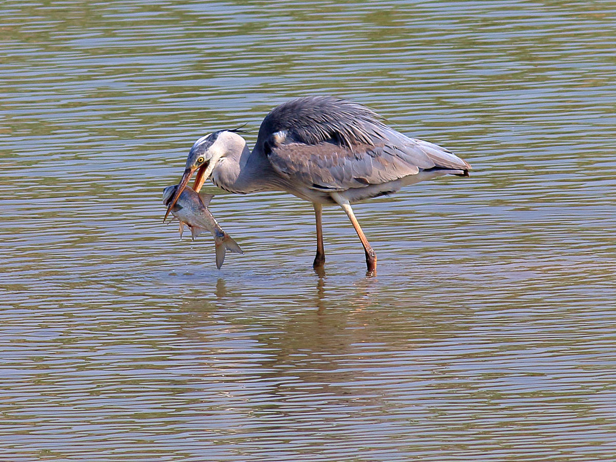 西溪湿地莲滩鹭影之行:感受大自然的魅力