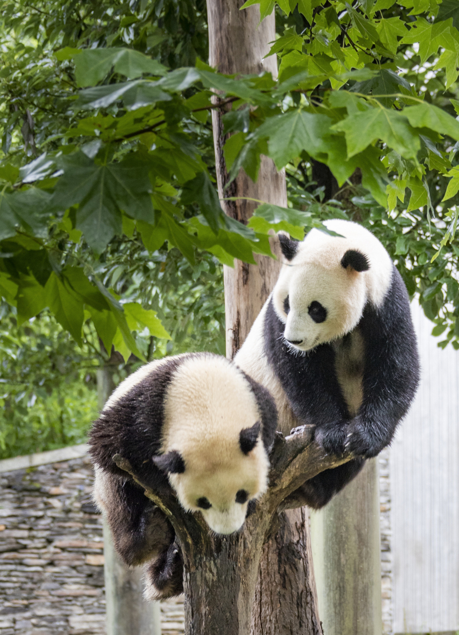 大熊猫身体胖软,头圆脸短,头部和身体毛色黑白相间,四肢和肩膀是黑色