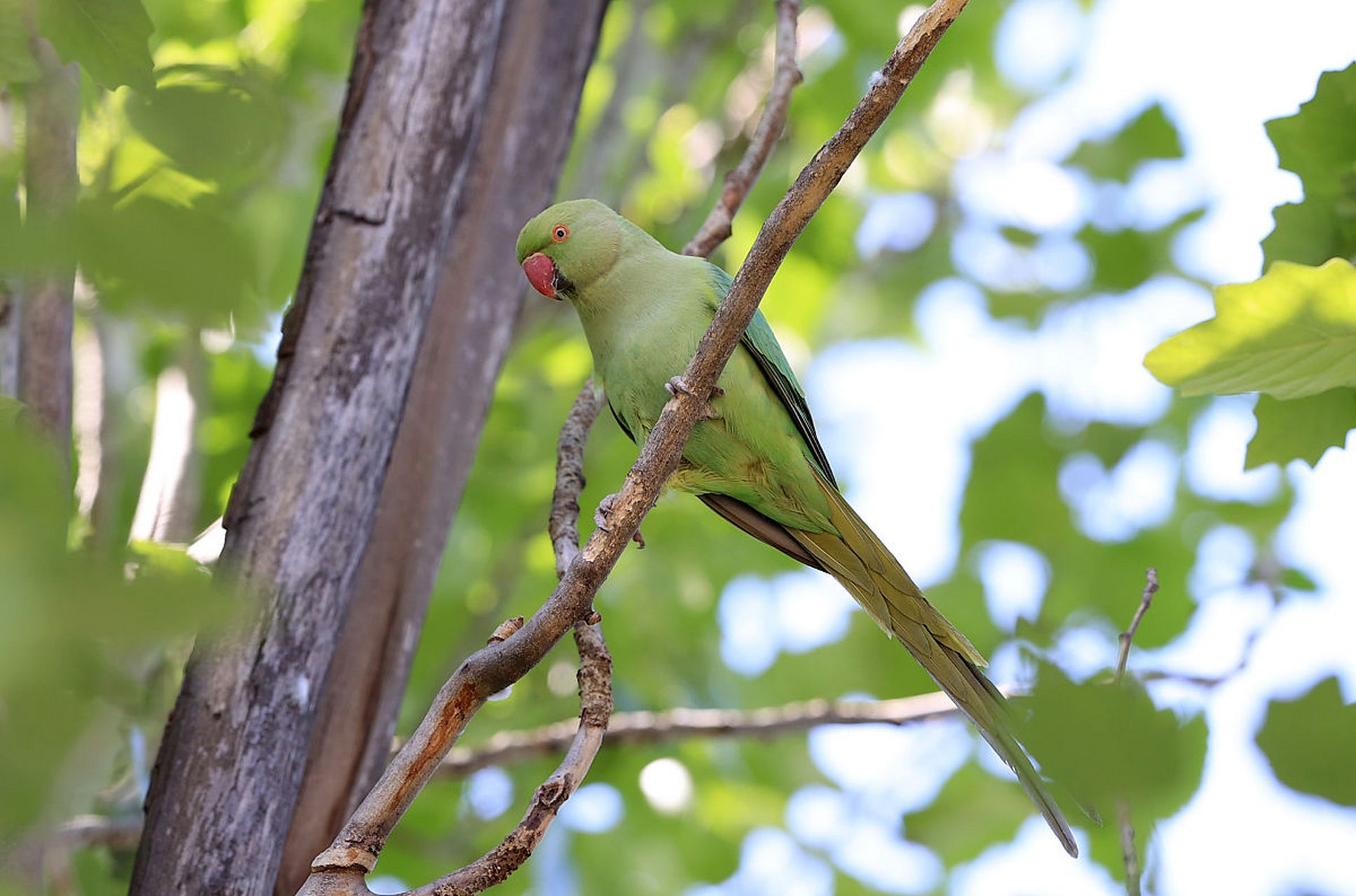 红领绿鹦鹉 -英文名称 rose-ringed parakeet,是一种生活在印度次大陆