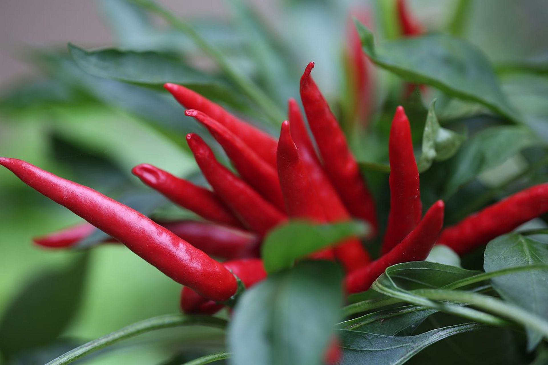 中国吃辣椒最厉害的十大省市!