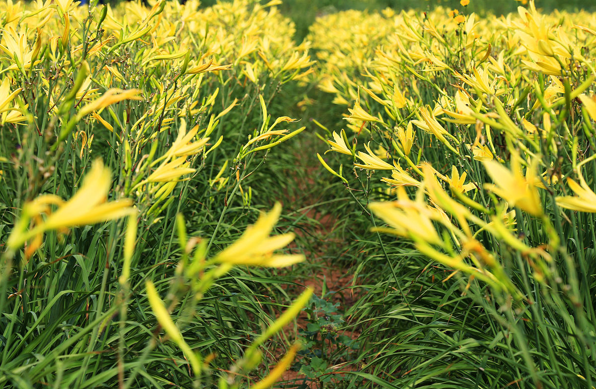 黄花菜也是一道非常漂亮的风景线