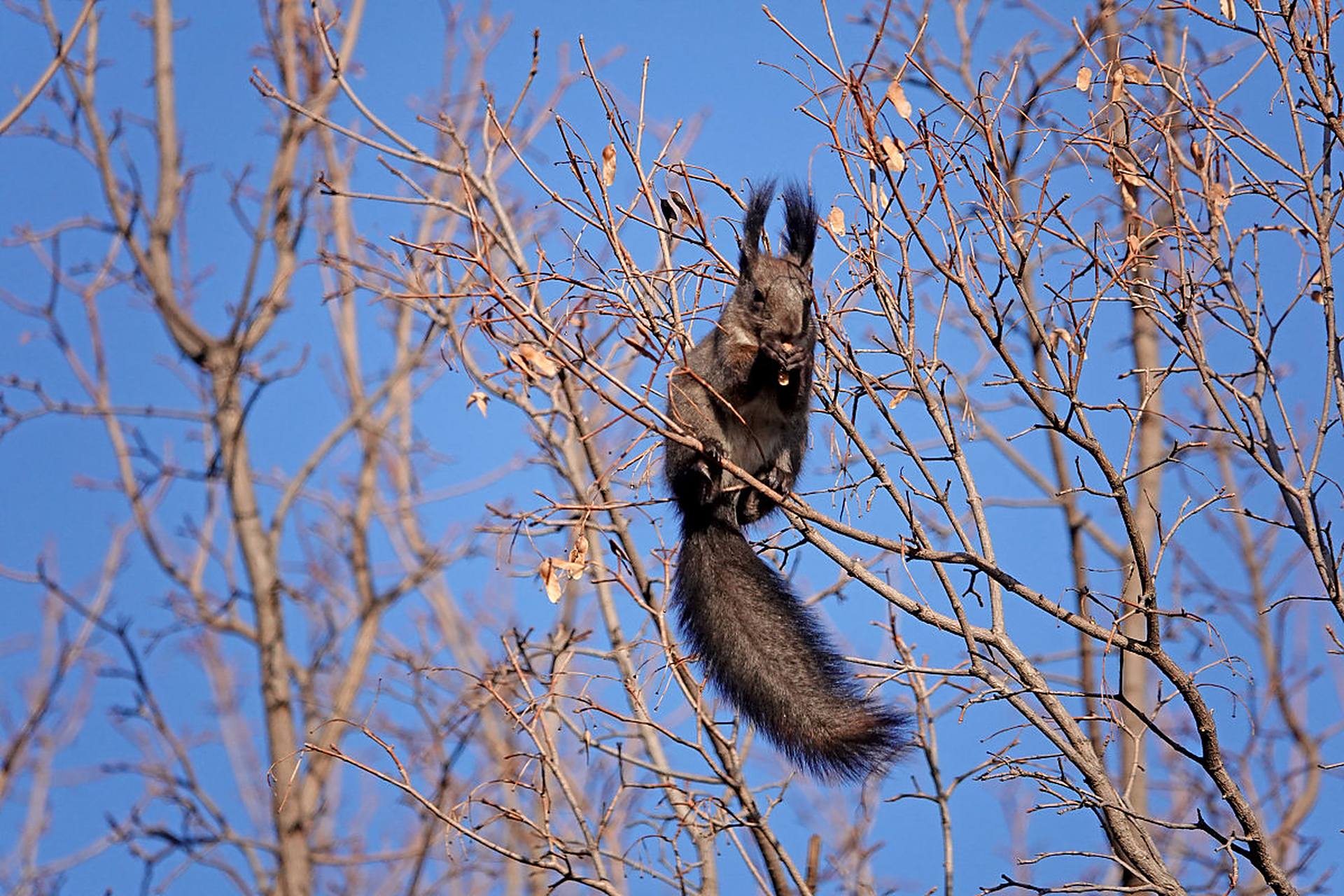 那一刻,松鼠与大自然融为一体,成为了森林中