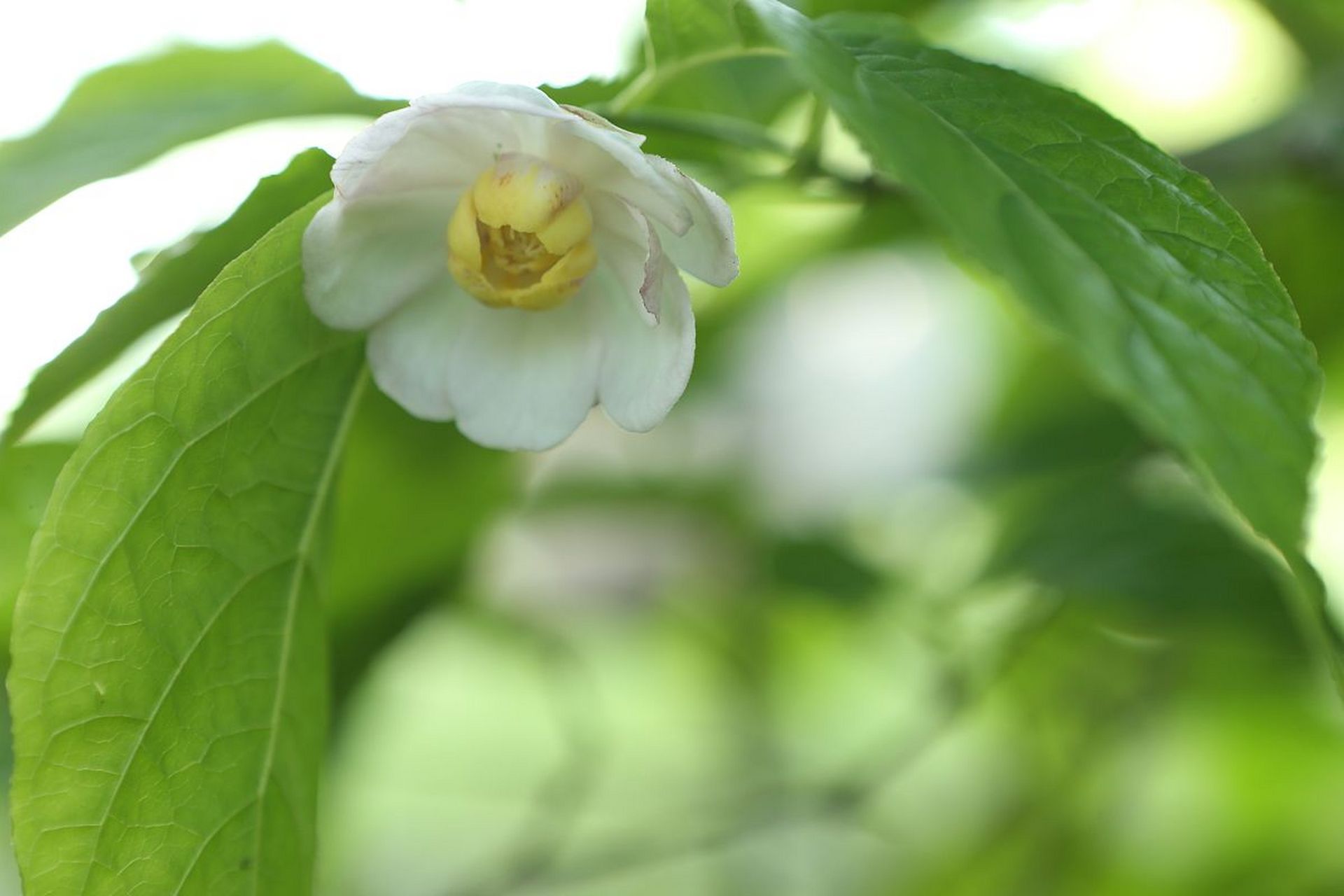 万物皆可云 在梅花家族中,有一种梅花在春末夏初的时候才开花,称之