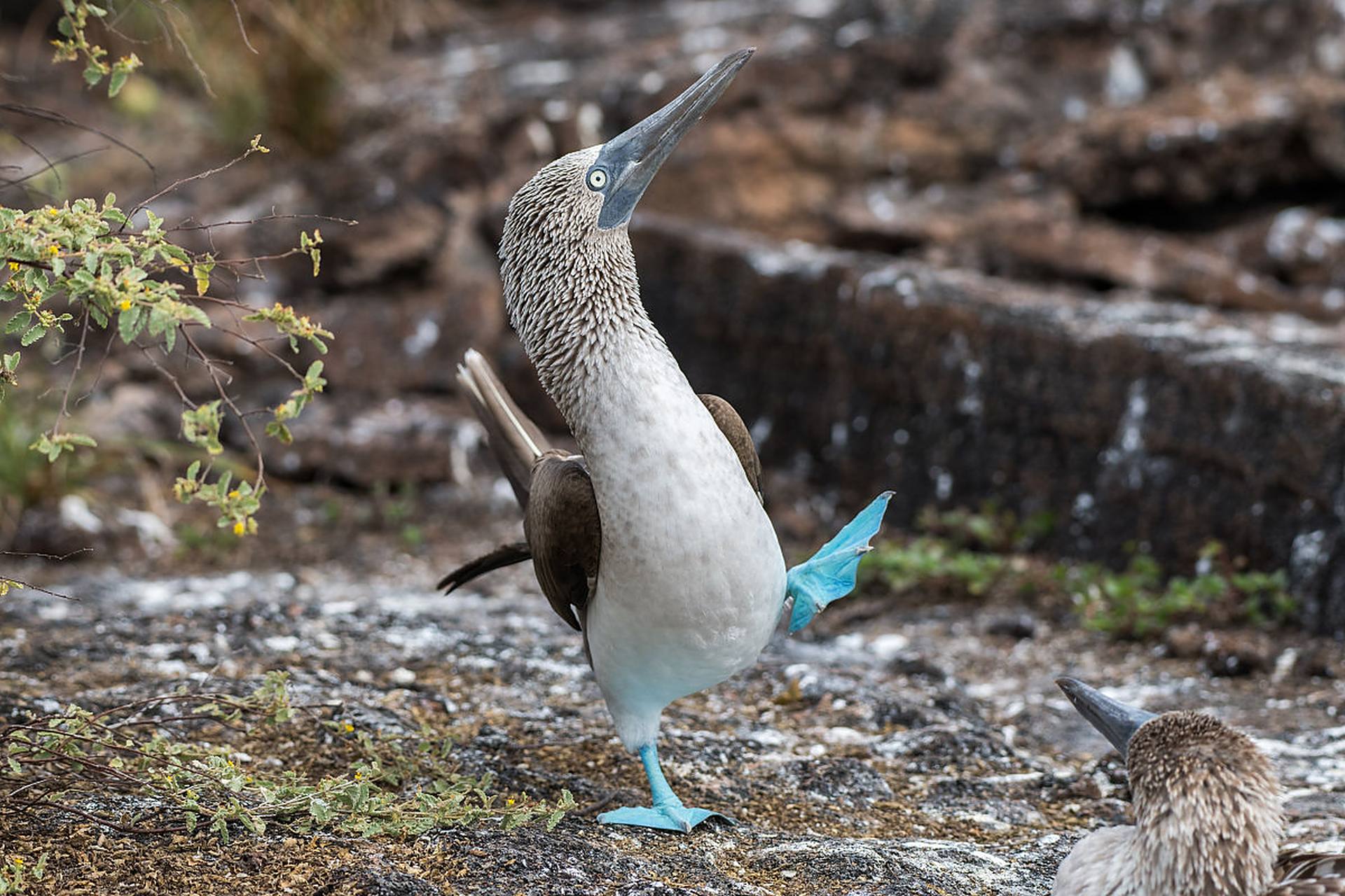 蓝脚鲣鸟有着漂亮的蓝色脚和羽毛,翅膀上有白色的斑点.