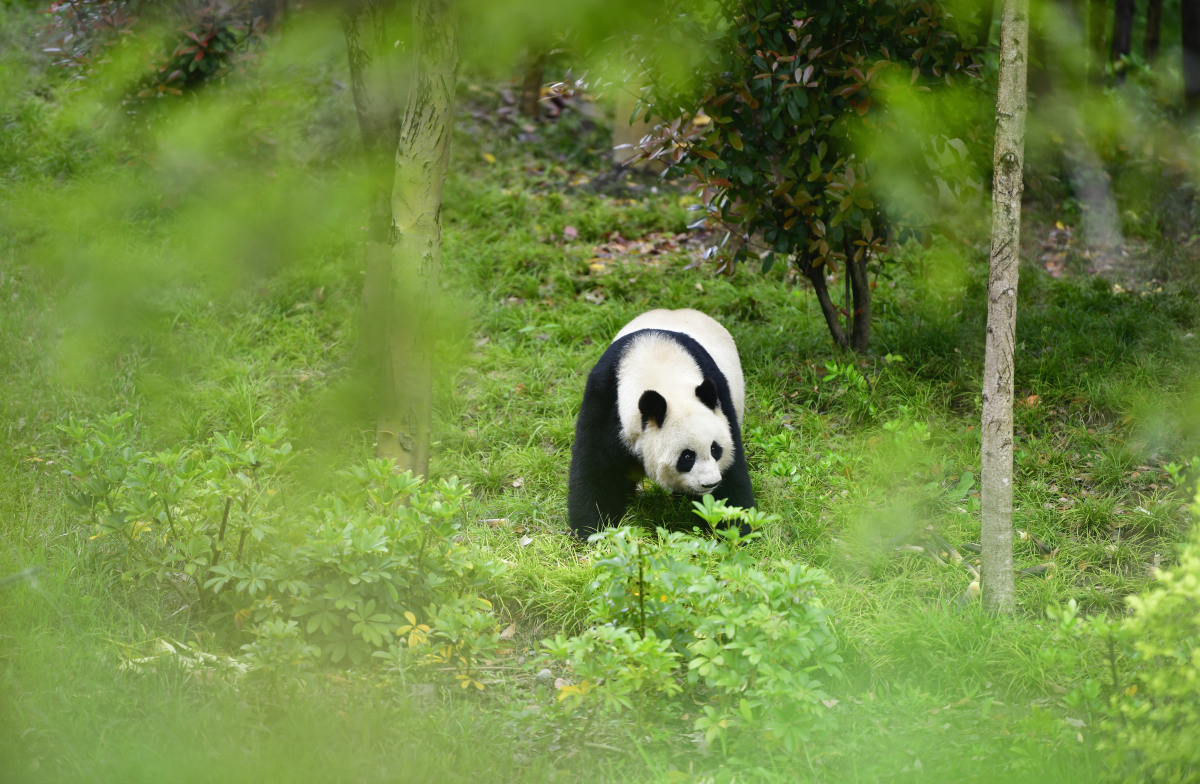四川·成都  成都大熊猫繁育研究基地,这片绿意盎然的乐园,是熊猫爱好