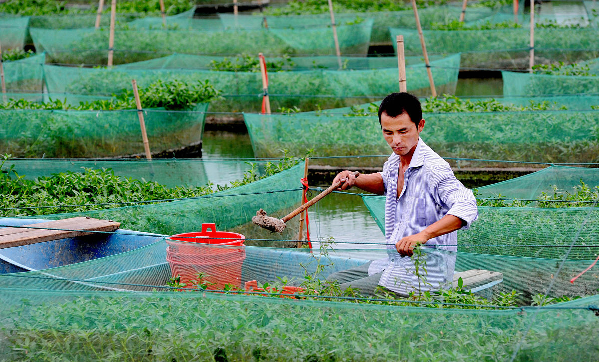 黄鳝养殖技术