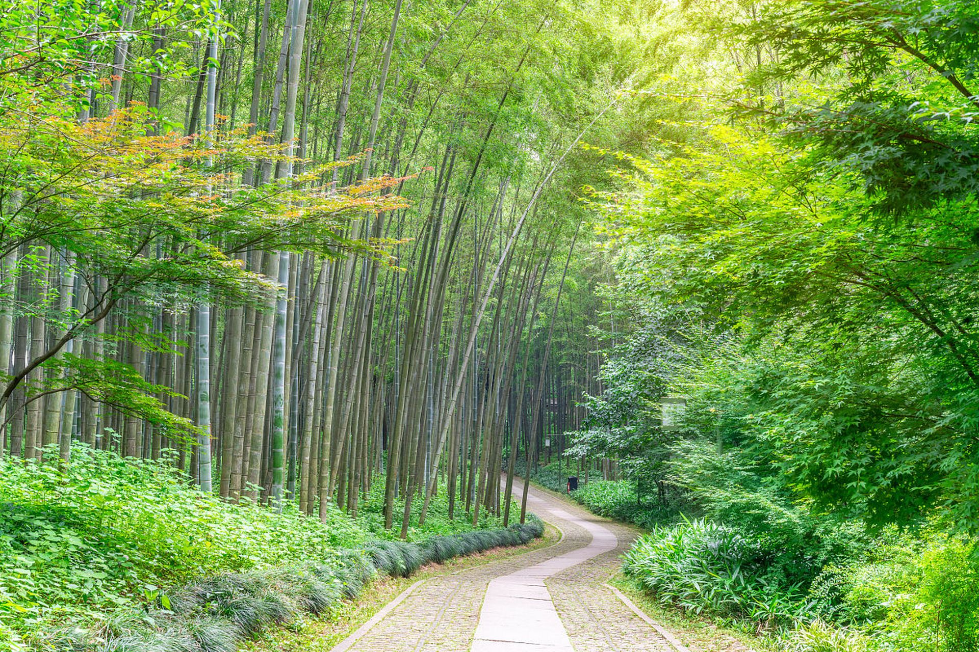 安吉景区拥有众多令人流连忘返的景点,包括安吉竹海,天荒坪风景区
