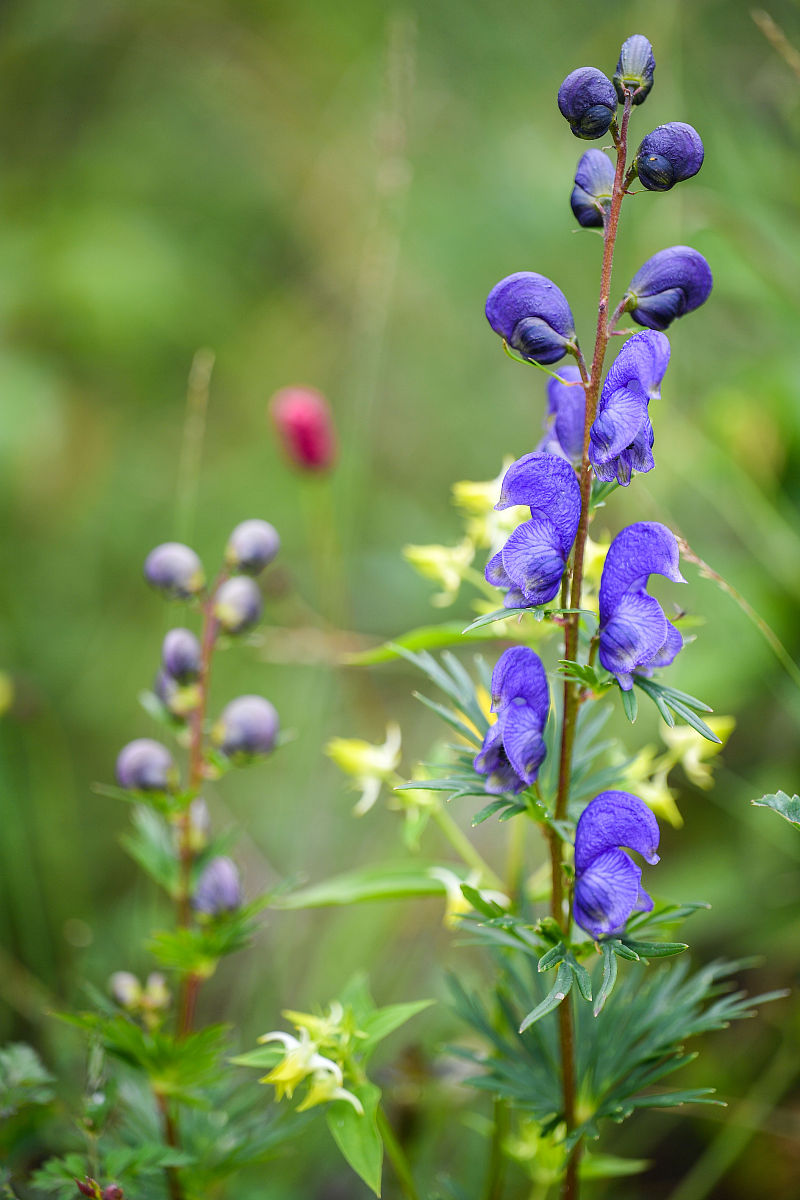 神奇的中草药善于恶并存之雪上一枝蒿#优质短图文计划#       "来