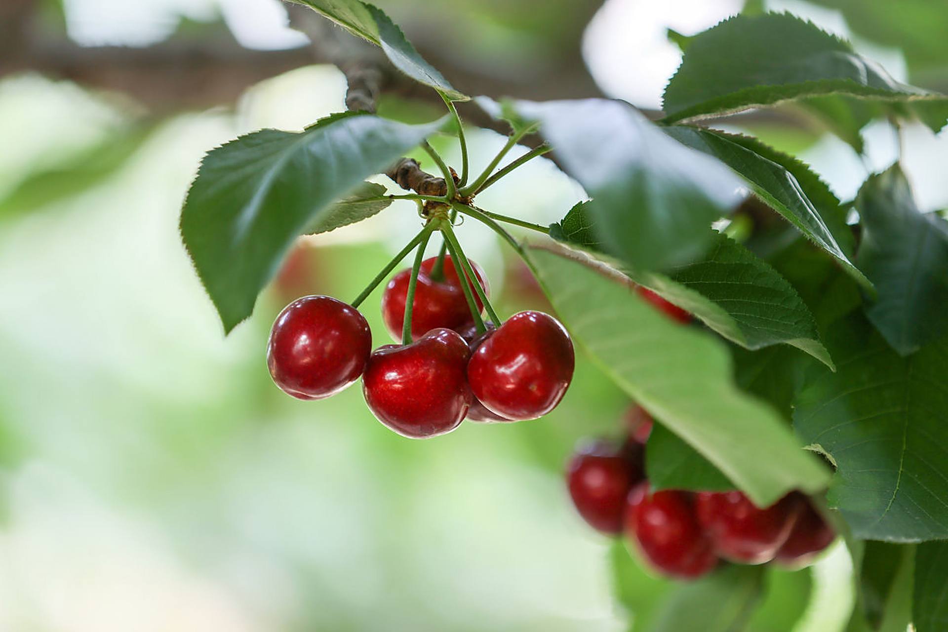 甘肃天水大樱桃果大味甜 红透"半边天"  甘肃天水地处渭河中游,秦岭西