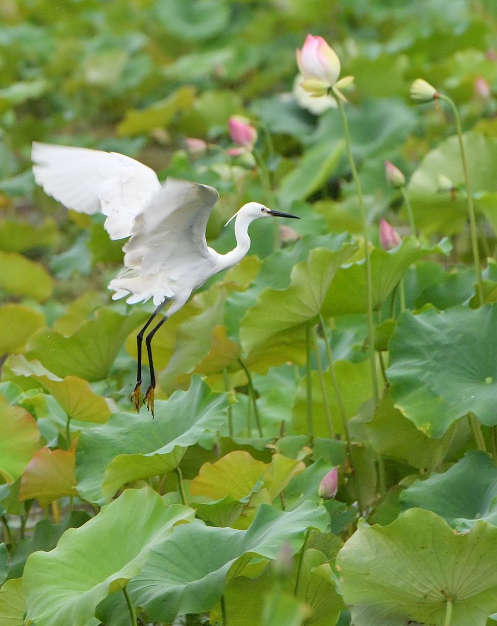 白鹭们轻轻地走在荷叶间,它们的眼神中闪烁着敏锐而机警的光芒.