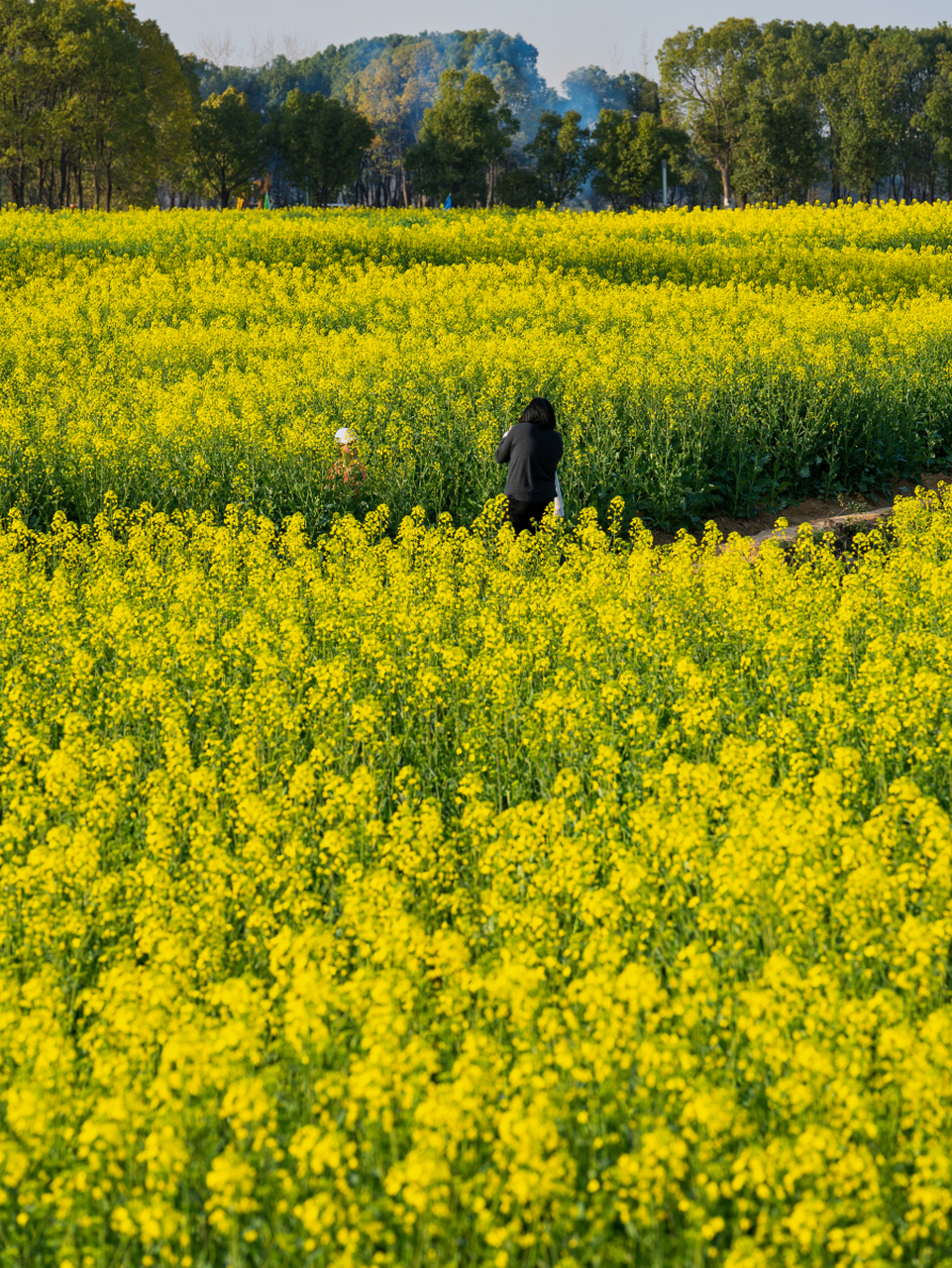 开阳底窝坝油菜花图片