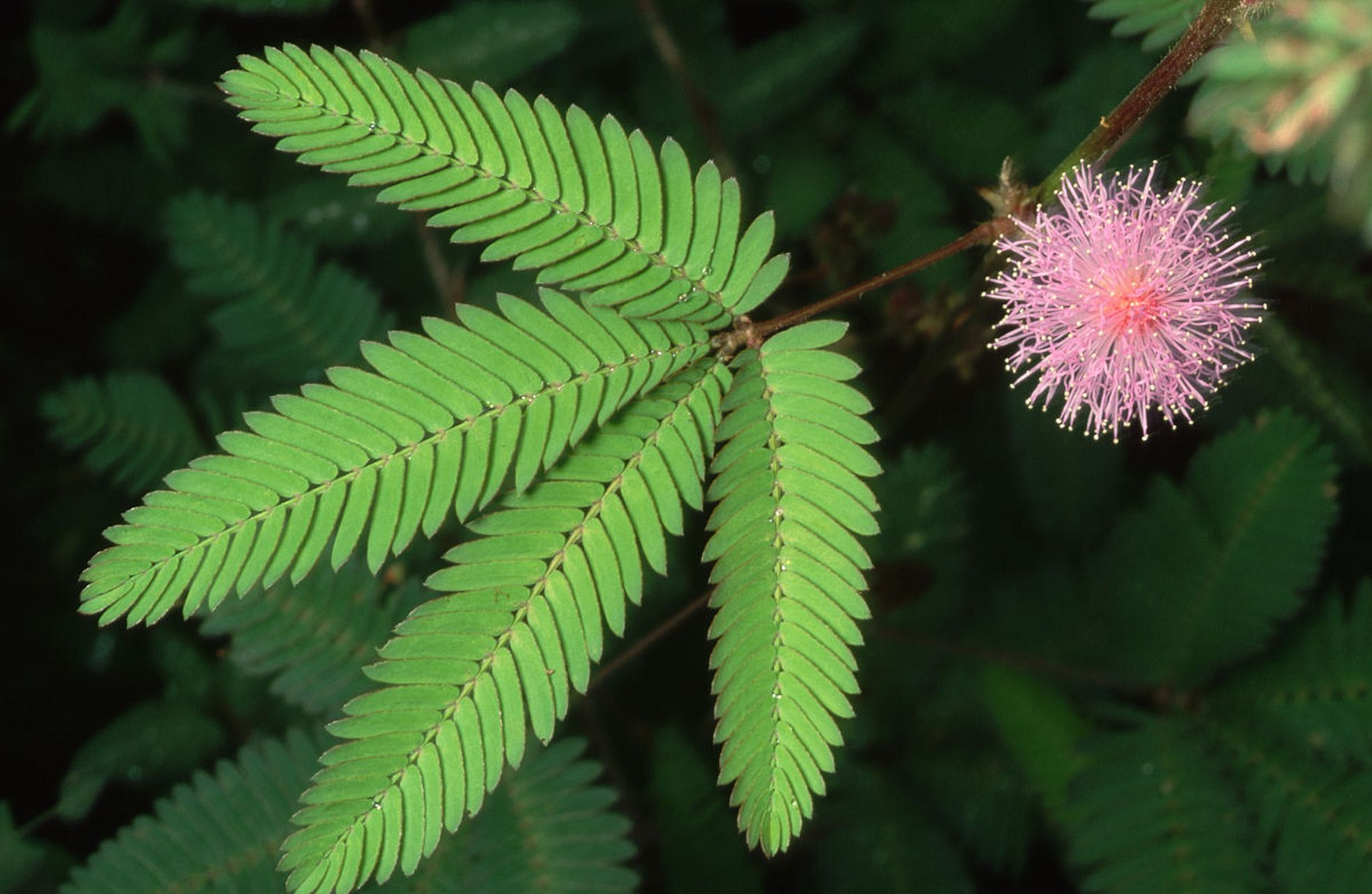 含羞草:触碰植株的叶片,叶片会快速蜷缩起来.#植物趣图