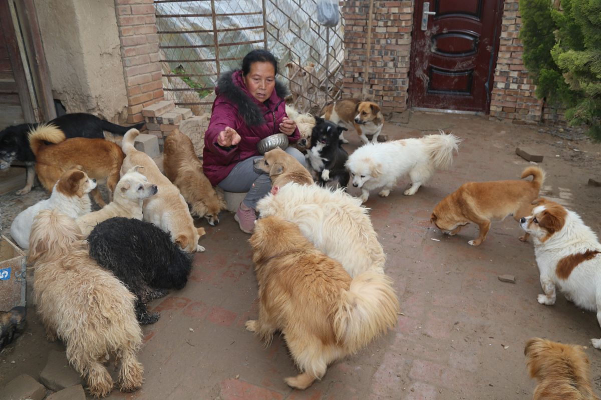 附近流浪猫狗救助基地图片