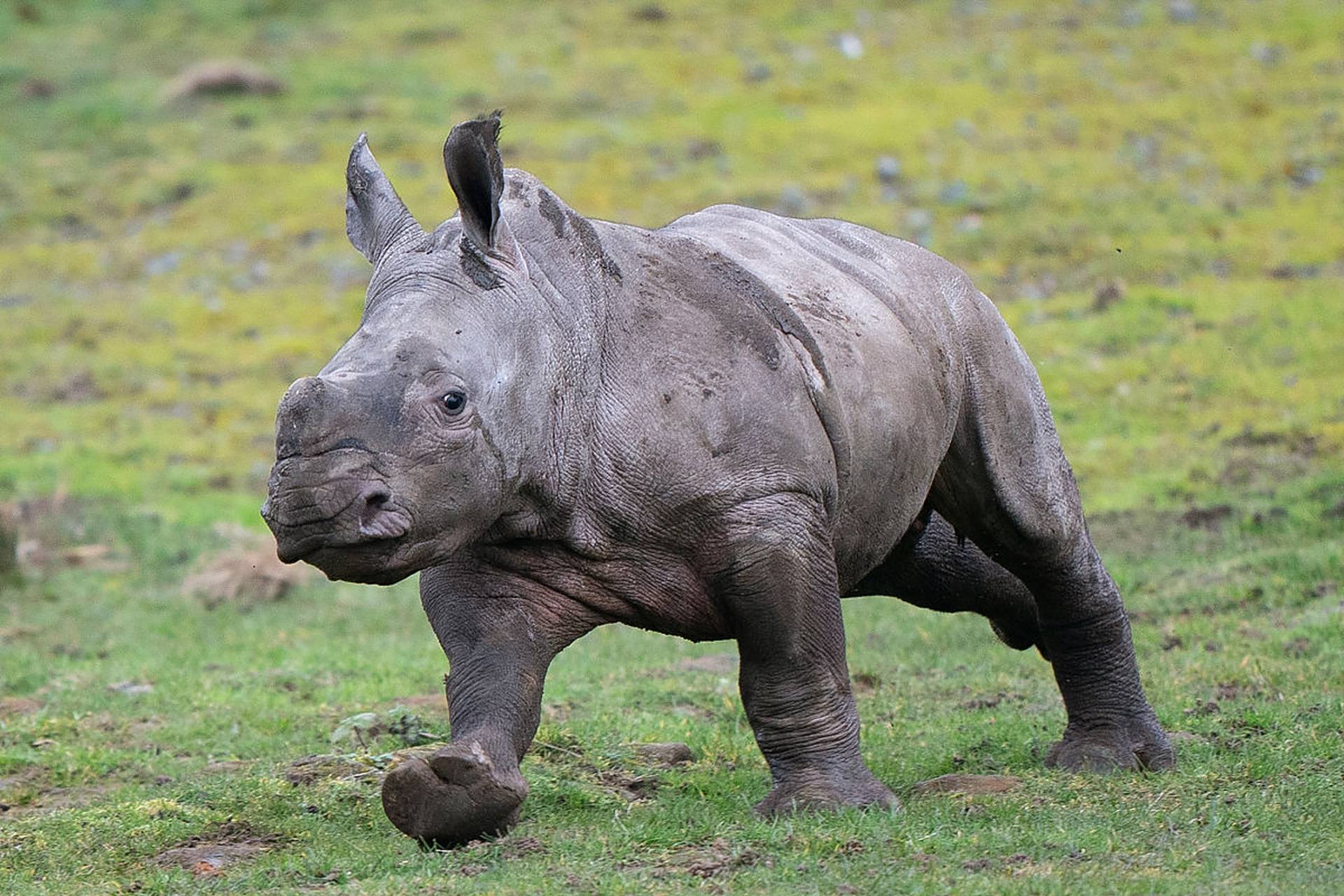 奔跑的犀牛!一头巨兽在"飞"～#动物趣图