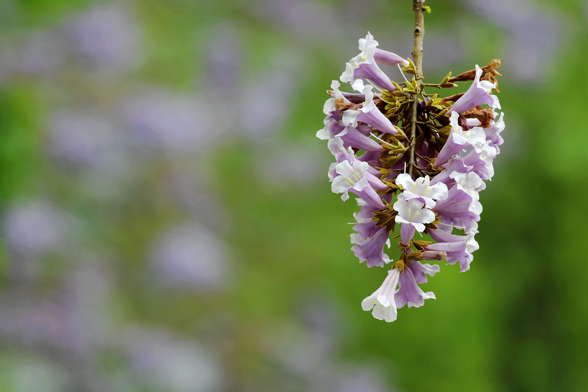 打油诗《紫桐花》树开紫梧桐,串串似风铃