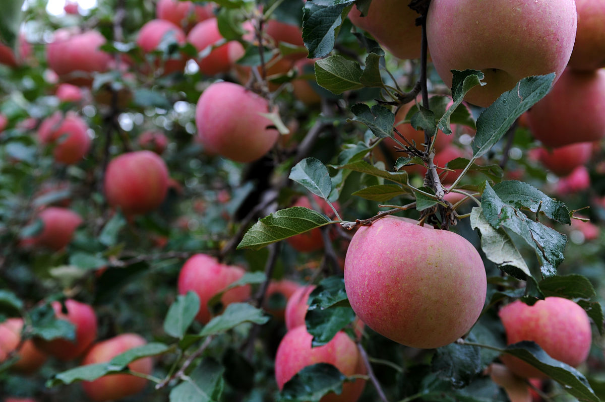已过知天命之年,不想做花了,只想做静美的叶子丰硕的果实