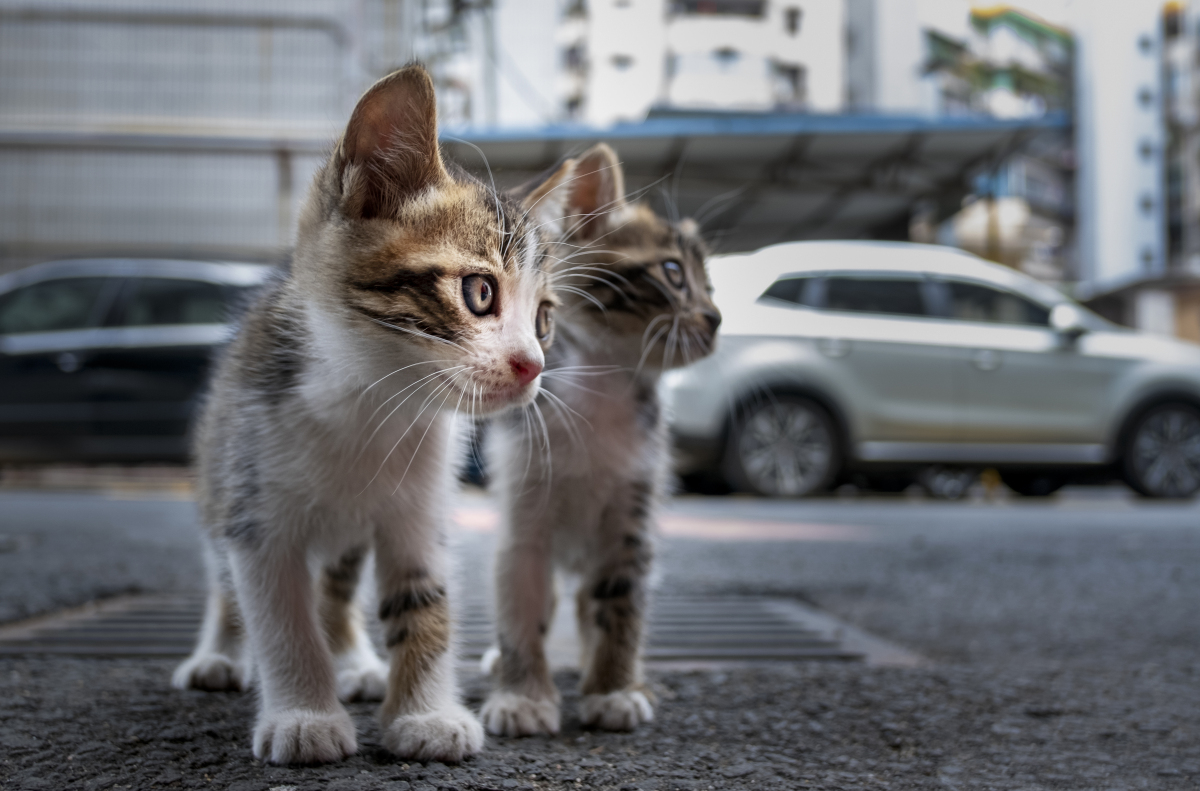 猫界温柔的小龙女,中华田园猫之三花猫
