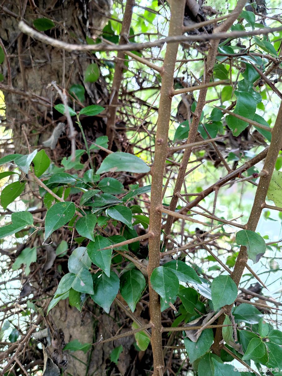 过山龙:自然界中的异类植物