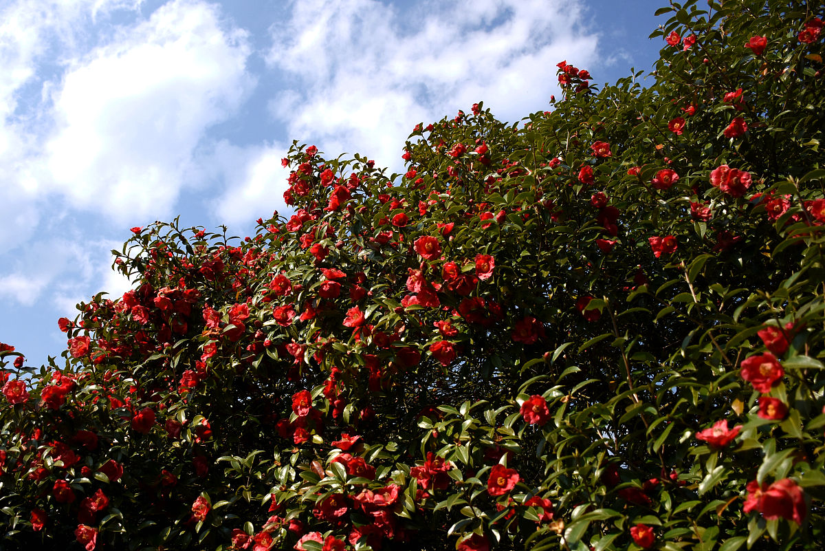 红花油茶树形优美,叶色深绿,早春开花,红艳美观.