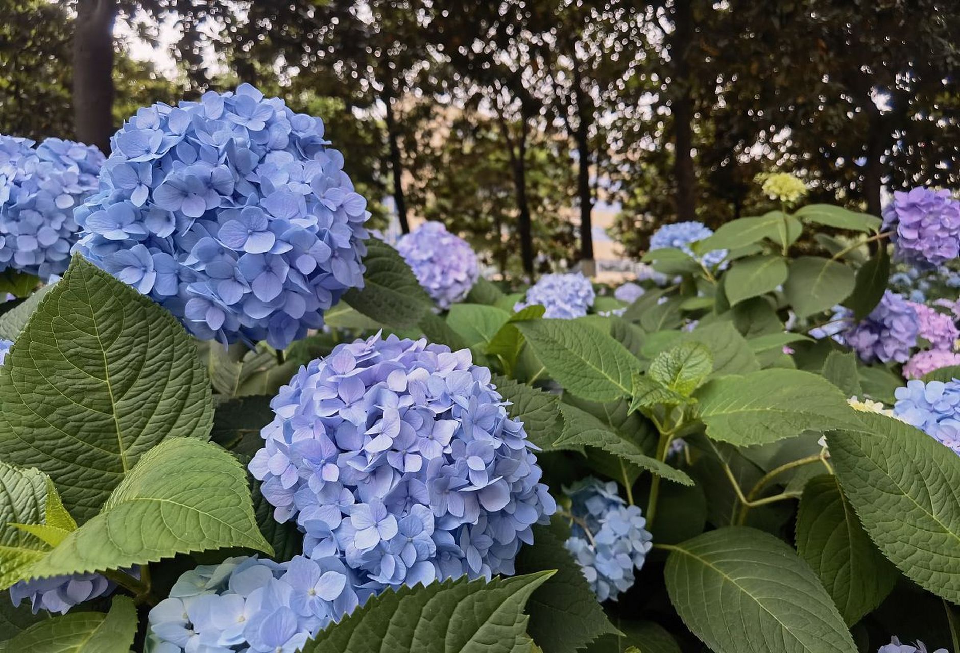 《玉绣球花》宋·黄庚  花神巧学传宫样, 不属针工属化工.