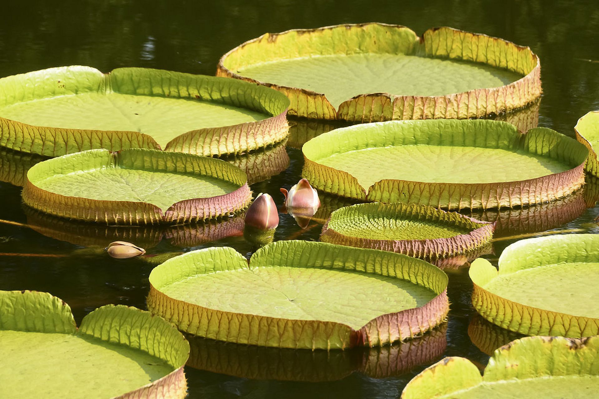 水中霸主----王莲 是睡莲科王莲属植物统称.