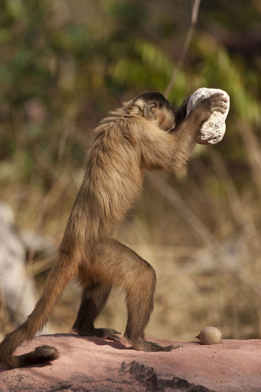 你看:年幼的卷尾猴近距离观察成年卷尾猴利用锤形石头在石砧上敲碎