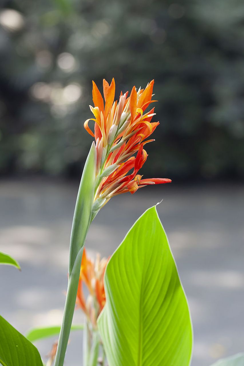 美人蕉 生长习性和养殖技巧  大家好,今天给大家介绍的是美人蕉,它是