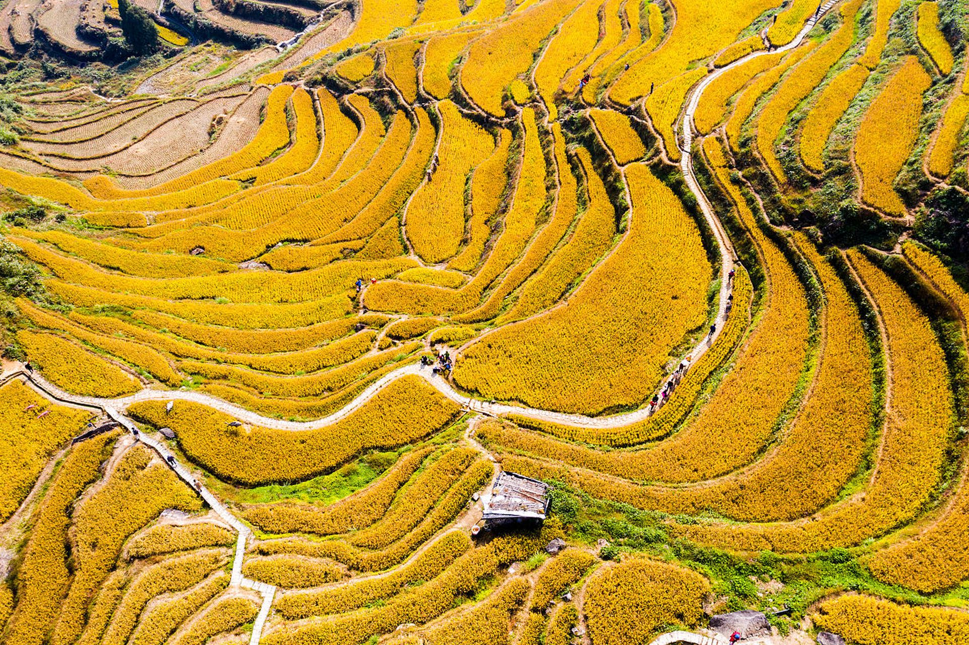 秋天的田野如诗如画,金黄的稻谷,硕果累累的果树,映入眼帘的是一幅