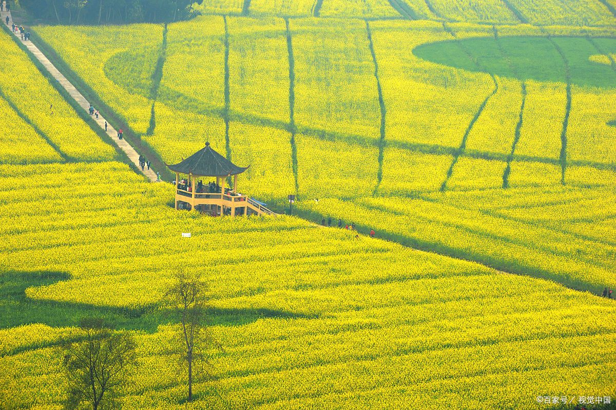 重庆潼南崇龛油菜花,春天金色海洋壮观,琼江环绕!