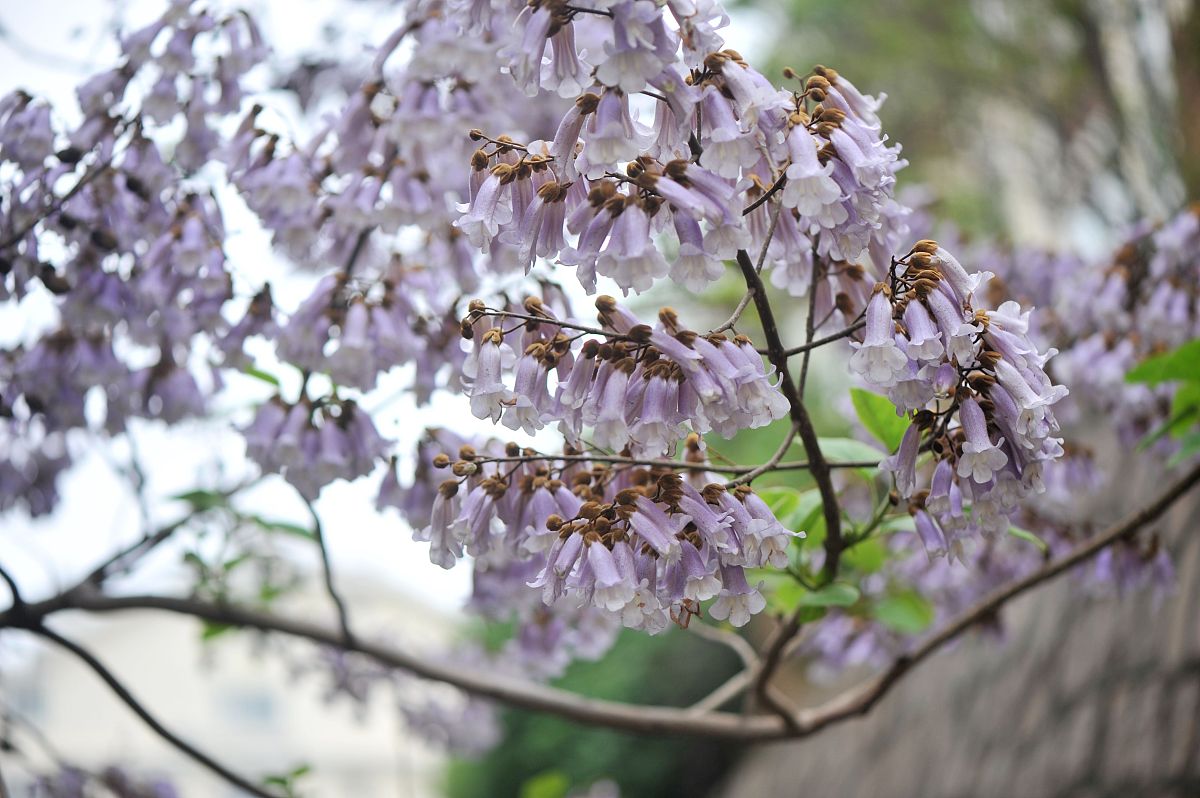 庭院的梧桐花落了