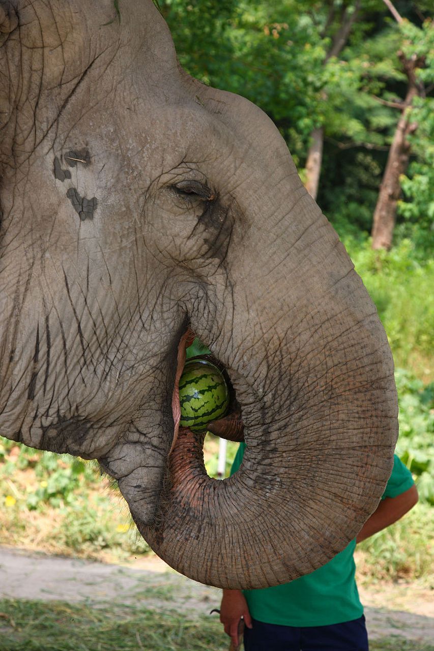 大象吃西瓜,一口一个,嘎嘣脆. #动物趣图