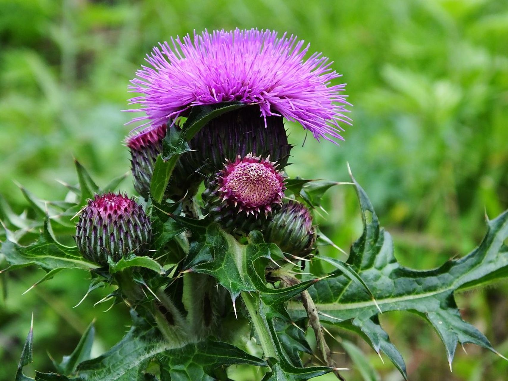 大蓟一一具有凉血止血,散瘀解毒消痈之功效