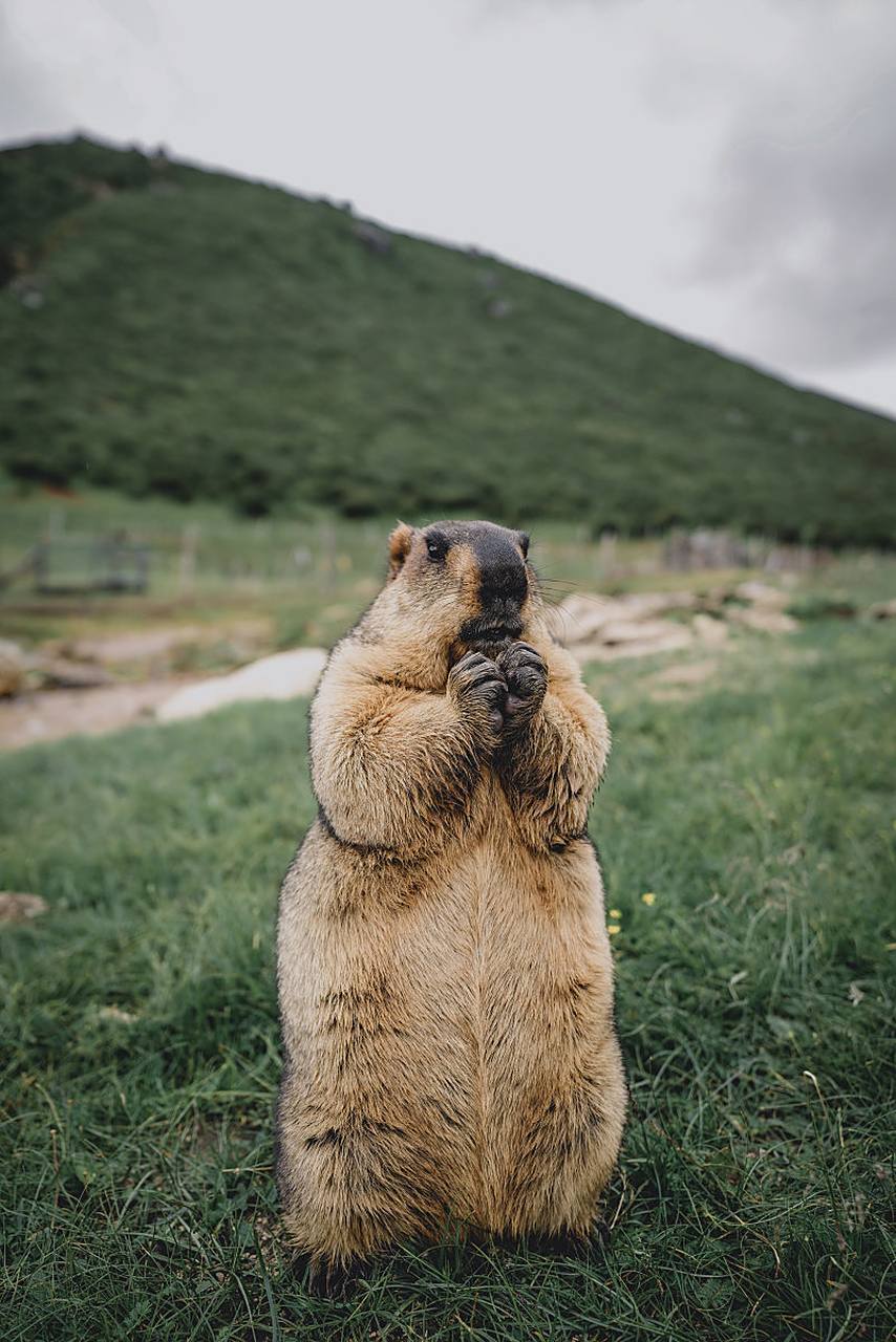 土拨鼠是一种可爱的啮齿动物,体型较大,身体肥胖,毛色柔软.它们通常生